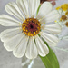 White zinnia by larrysphotos