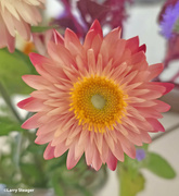 17th Aug 2024 - Strawflower