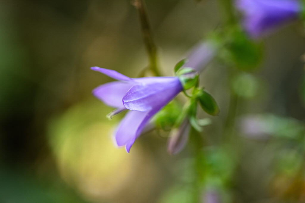 late bloomer by aecasey