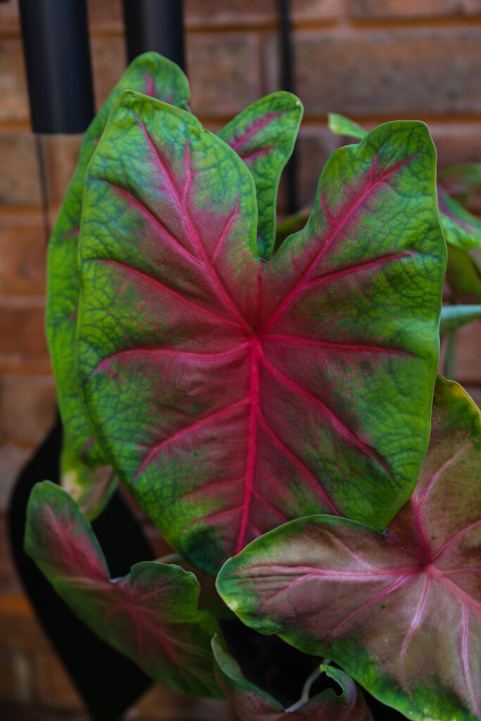 Giant Caladium Leaf by judyc57