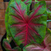 Giant Caladium Leaf by judyc57