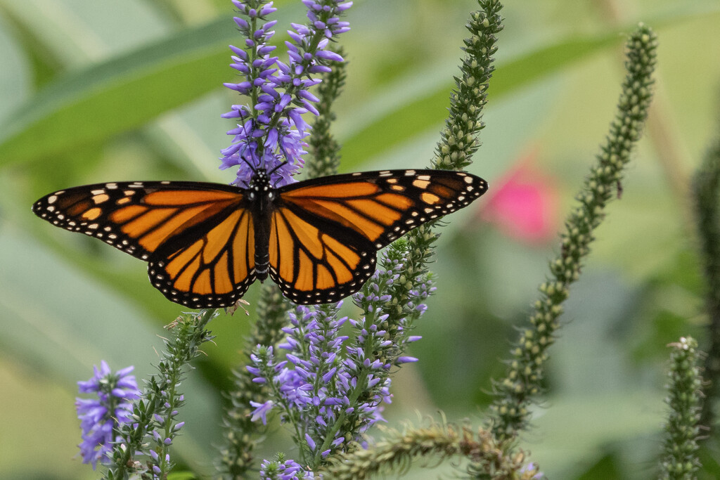 Monarch on Lavender by jpcaron