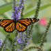 Monarch on Lavender by jpcaron