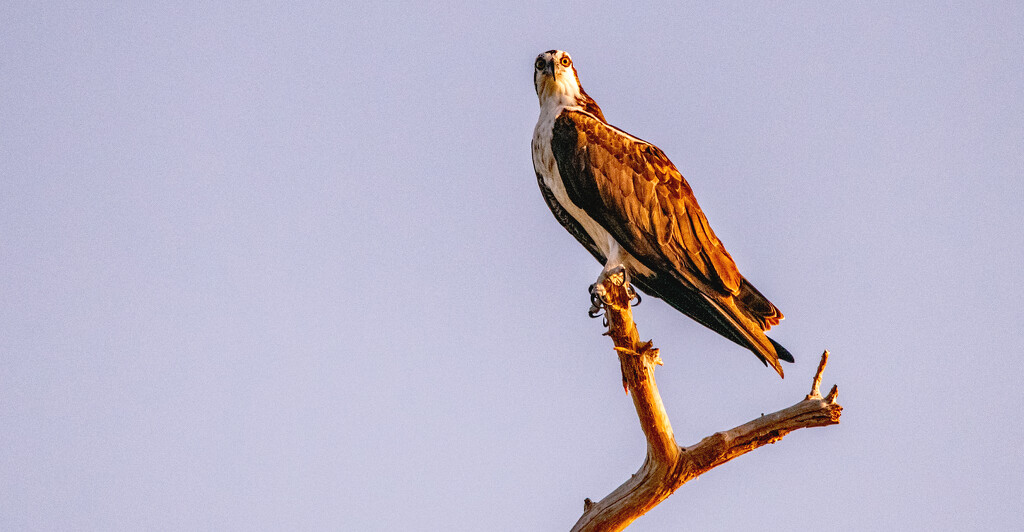 Osprey, Looking Over the Waters! by rickster549