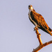 Osprey, Looking Over the Waters! by rickster549