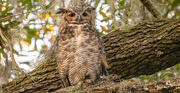 17th Aug 2024 - Another Great Horned Owl!