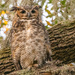 Another Great Horned Owl! by rickster549