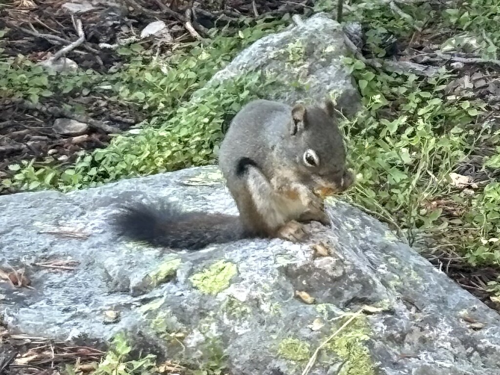 Lunch time by pirish