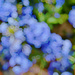 Out of Focus by gardenfolk