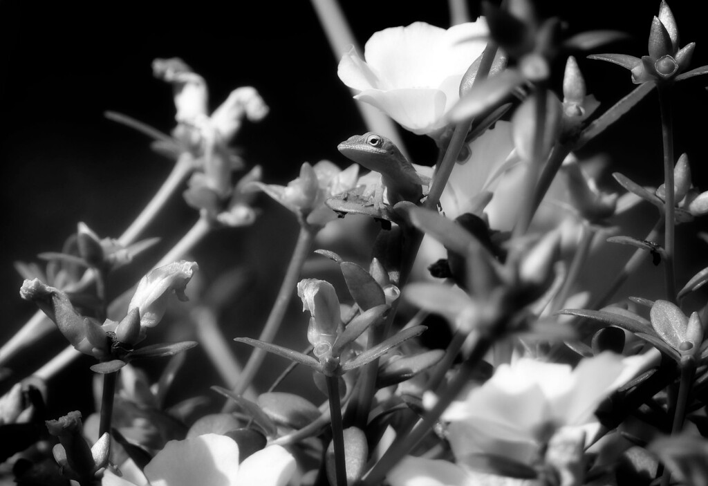 Hiding out in the portulaca... by marlboromaam