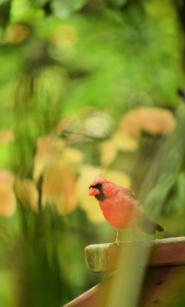 I Did a Little Bird Stalking the Other Day by alophoto