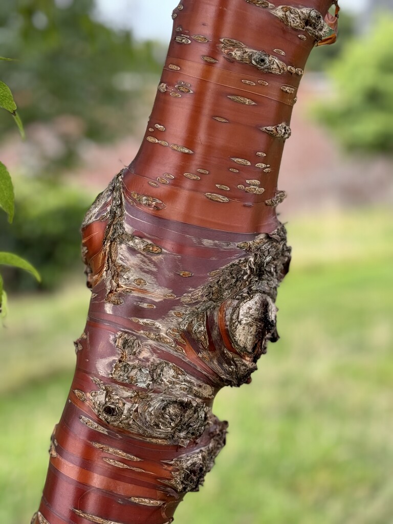 Tree bark by alison59