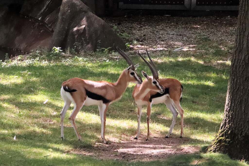 Gazelles by randy23