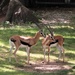 Gazelles by randy23