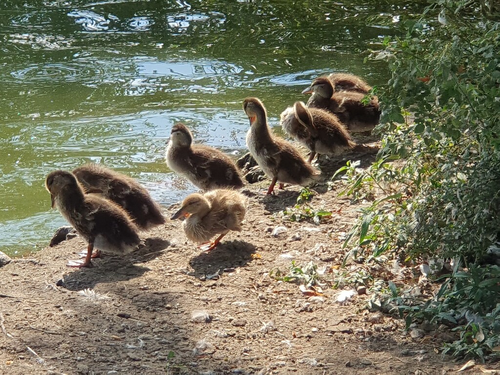 The youngsters  by rosiekind