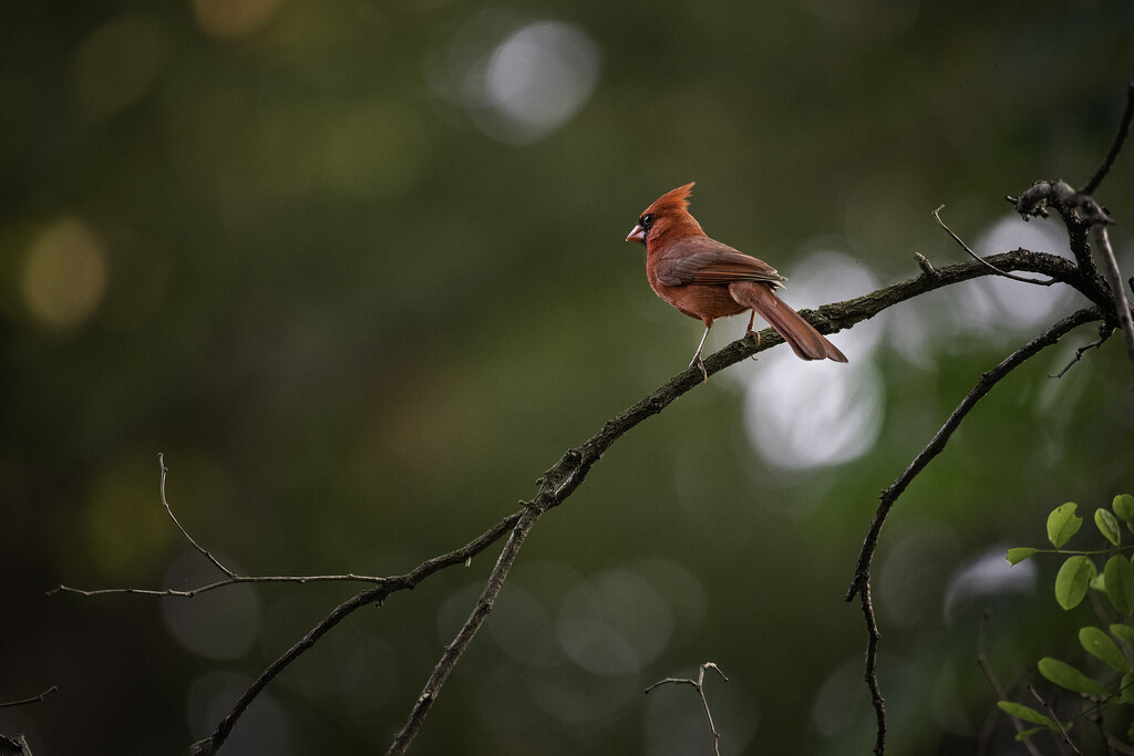 Papa Cardinal by mistyhammond