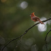 Papa Cardinal