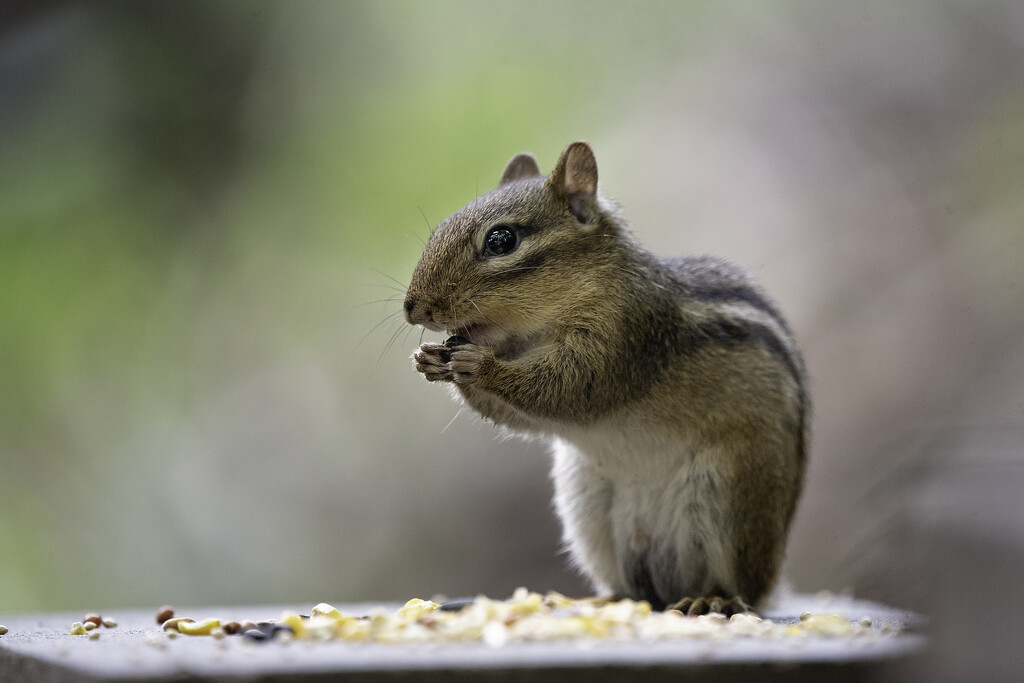 Hungry little Chipmunk by mistyhammond