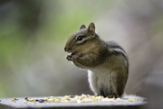 5th Jul 2024 - Hungry little Chipmunk