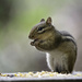 Hungry little Chipmunk