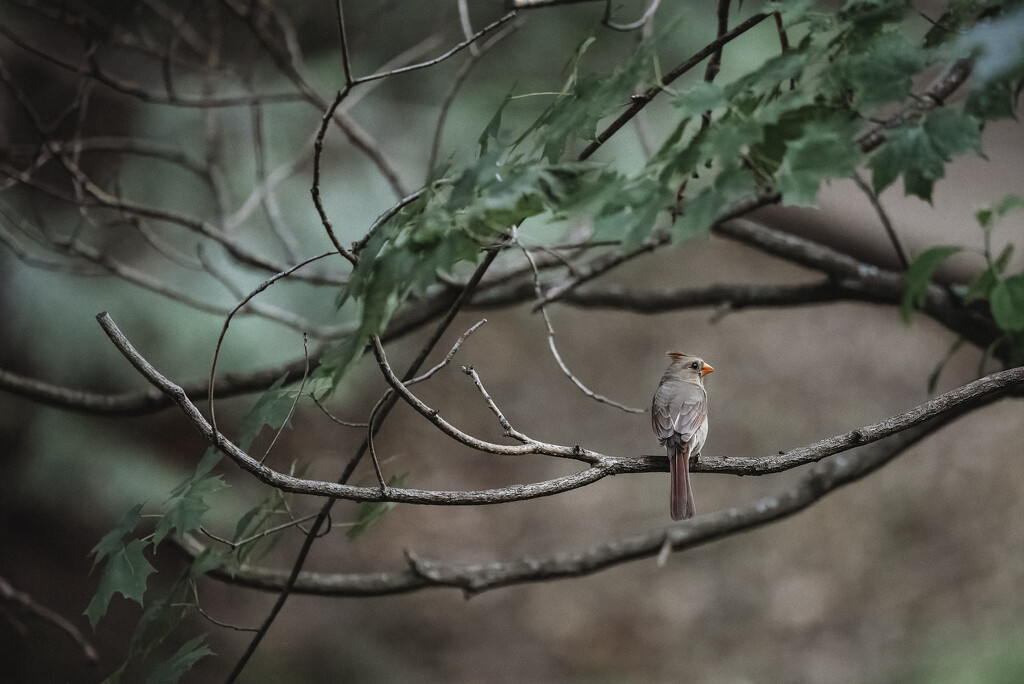 Mama Cardinal by mistyhammond