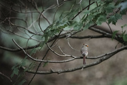 2nd Jul 2024 - Mama Cardinal