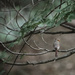 Mama Cardinal