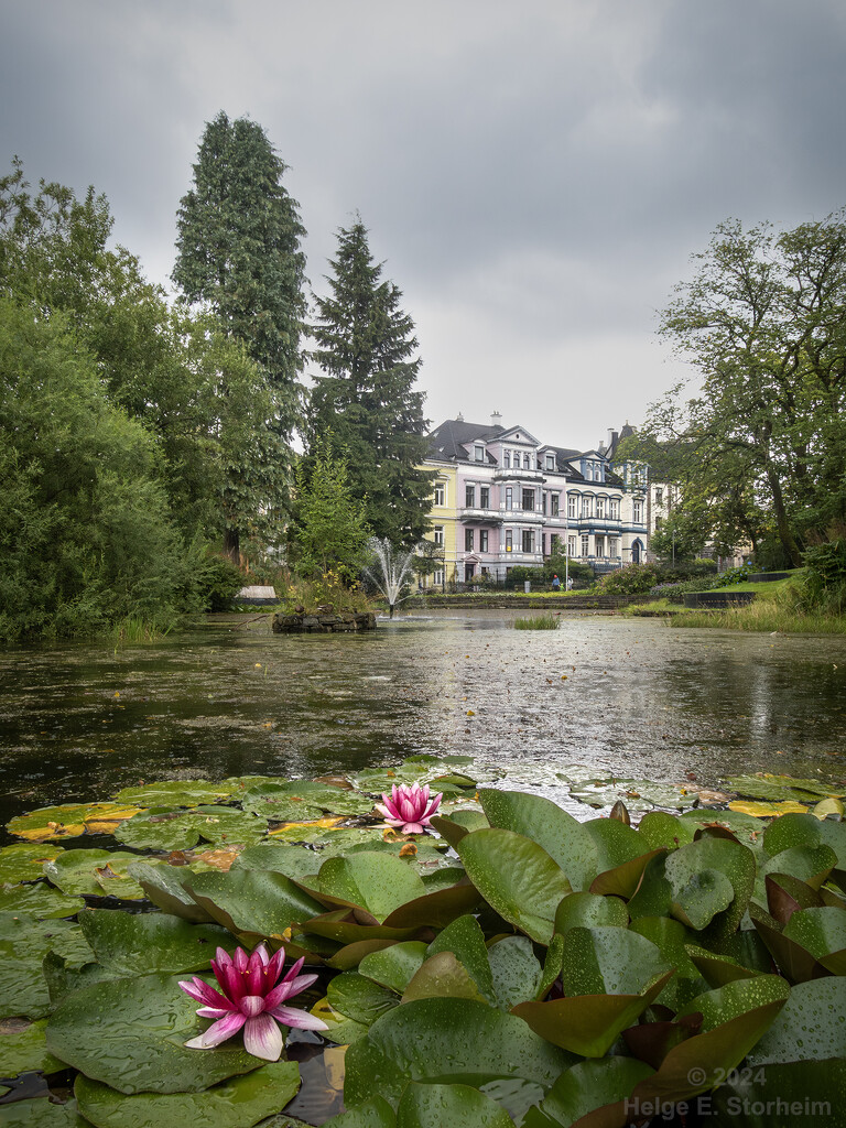 Water lilies by helstor365