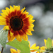 Sunflower  by seattlite