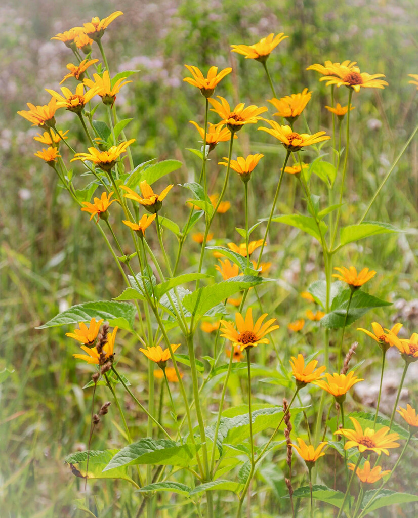 Wildflowers by mittens