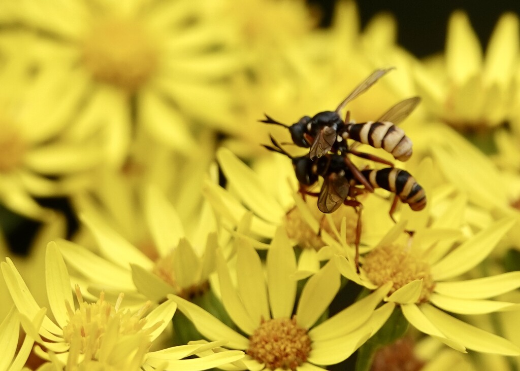 Conops Flavipes  by phil_sandford