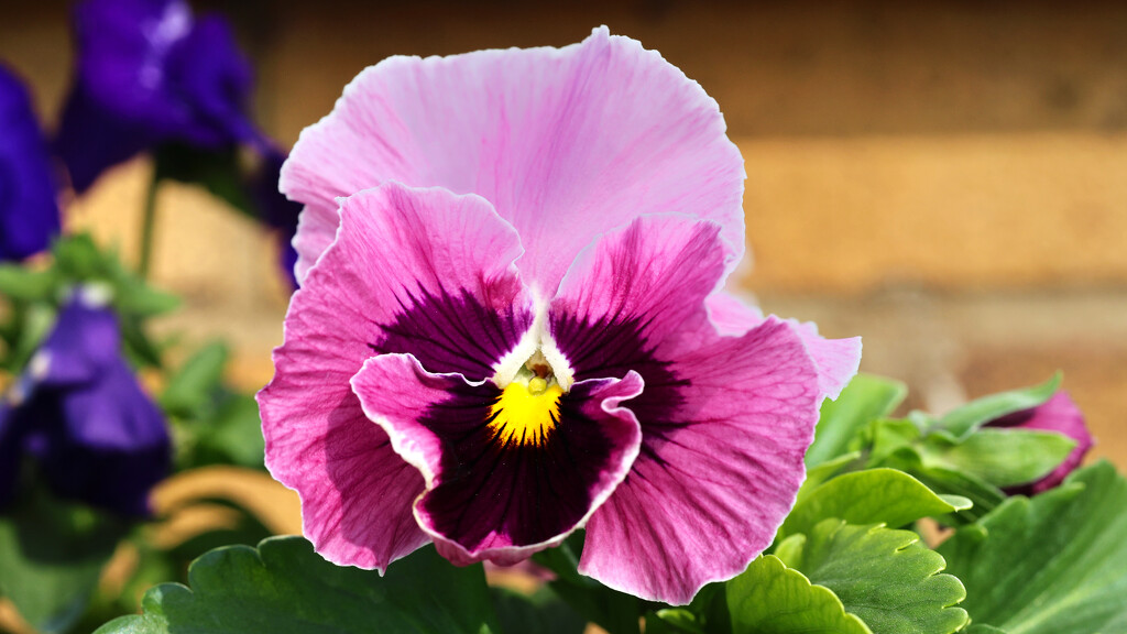 Perfect Pansy by neil_ge