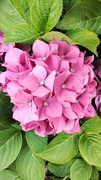 19th Aug 2024 - A pink hydrangea.