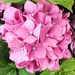 A pink hydrangea. by grace55