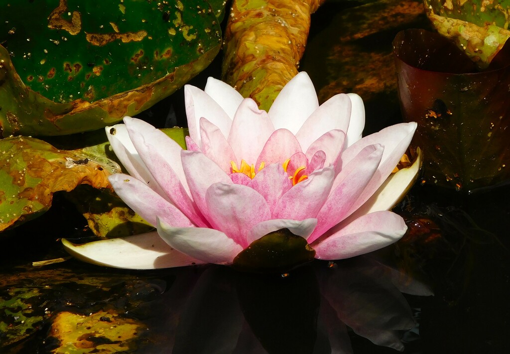 Pink water lily by 365anne