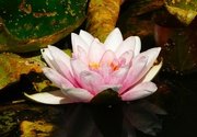 18th Aug 2024 - Pink water lily