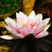 Pink water lily by 365anne