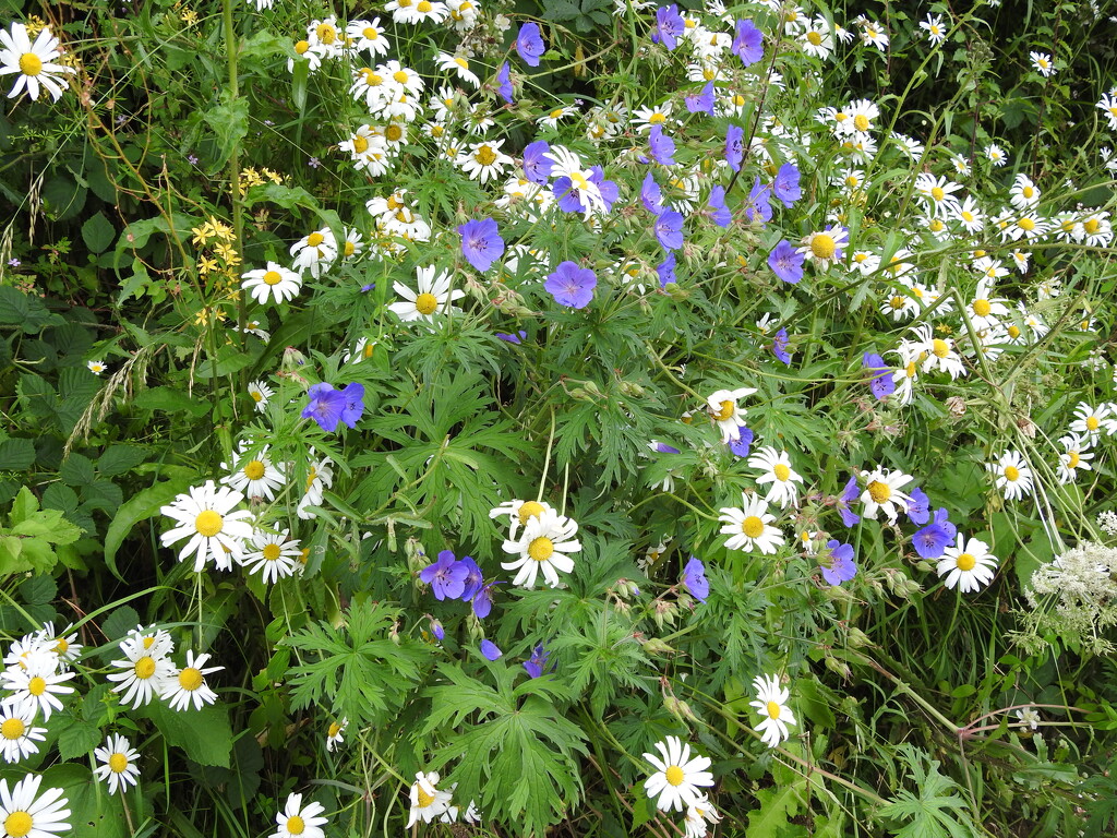 Meadow Crainsbil and Ox eye dasies by oldjosh