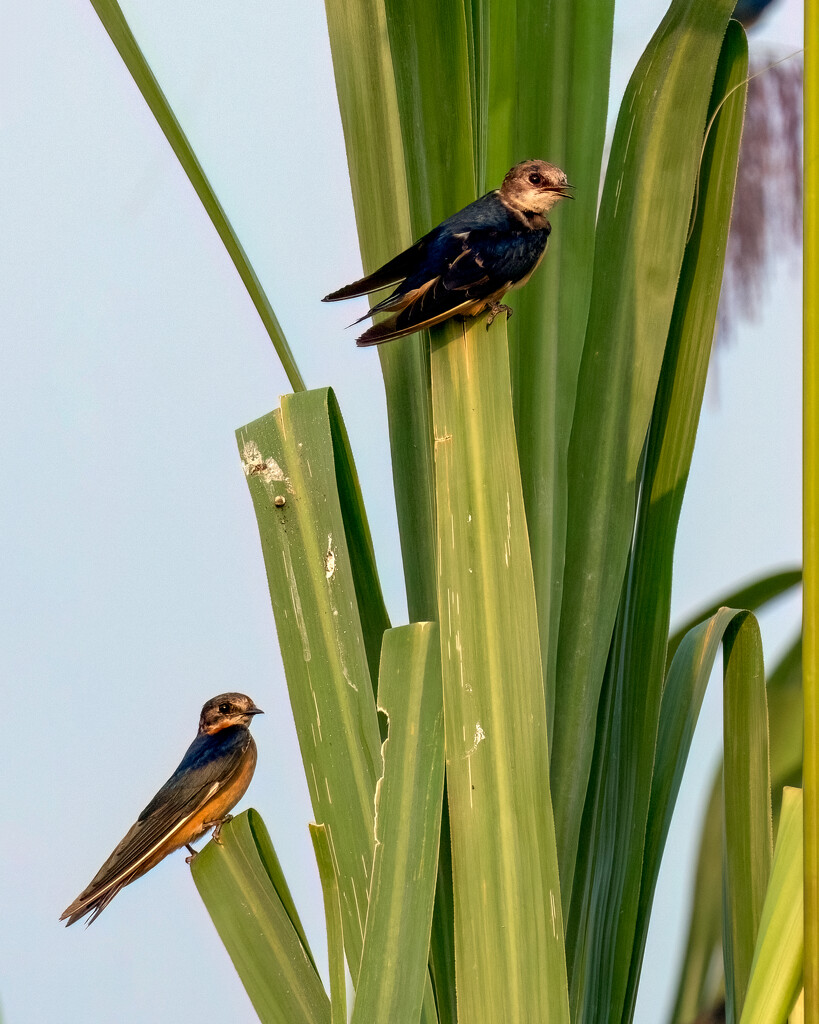 Barn Swallows  by nicoleweg