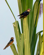 3rd Aug 2024 - Barn Swallows 