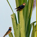 Barn Swallows  by nicoleweg