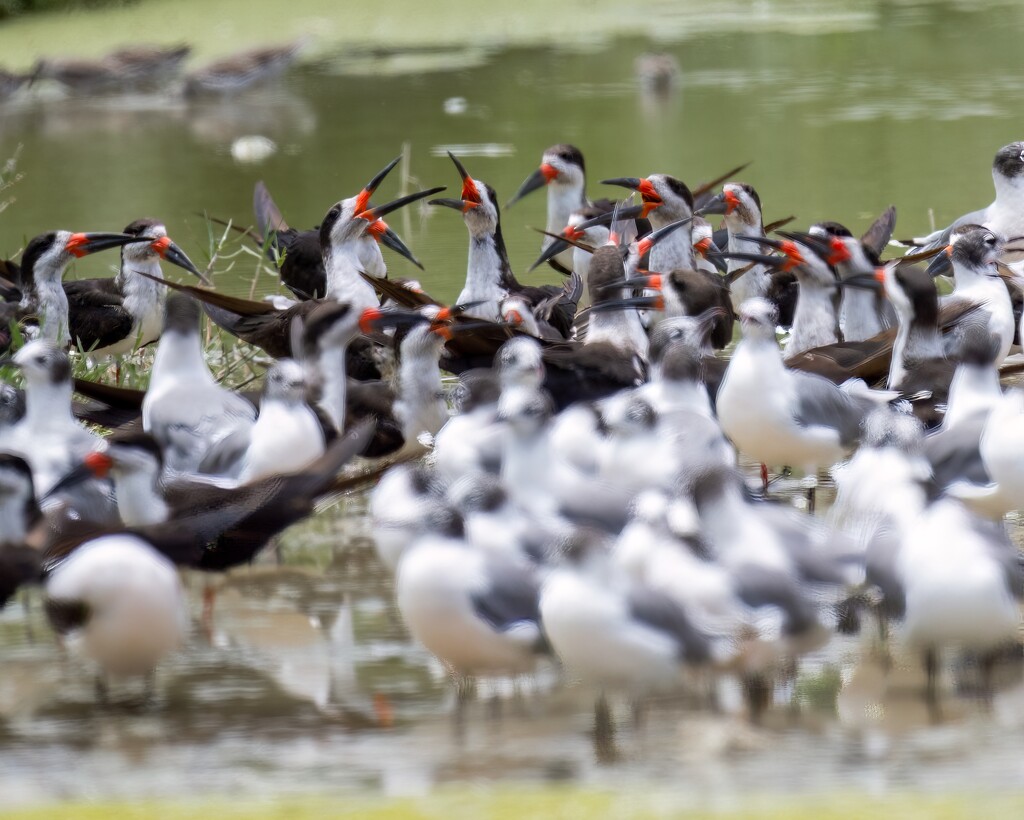 Black Skimmer  by nicoleweg