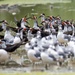 Black Skimmer  by nicoleweg