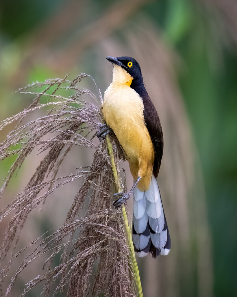 Black-capped Donacobius by nicoleweg