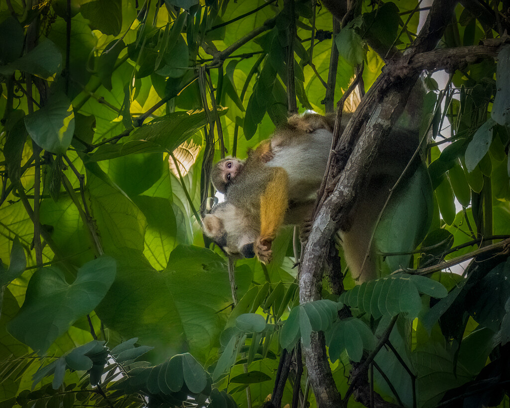 Ecuadorian Squirrel Monkeys by nicoleweg