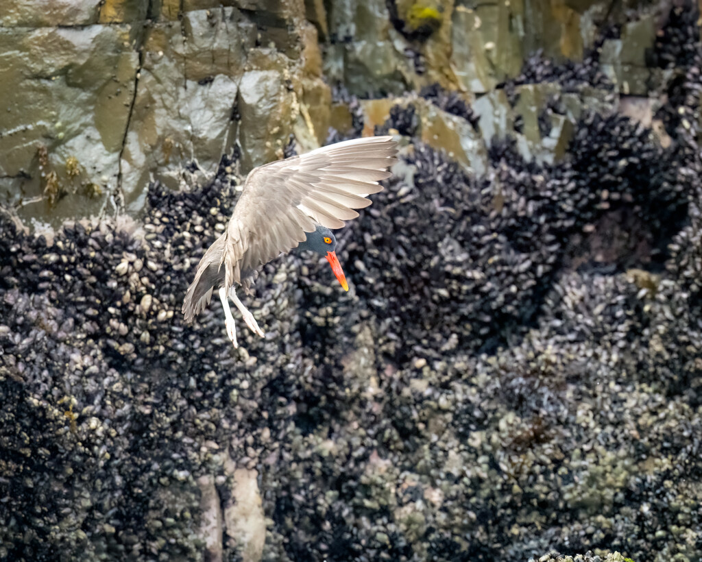 Blackish Oystercatcher  by nicoleweg