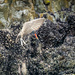 Blackish Oystercatcher  by nicoleweg