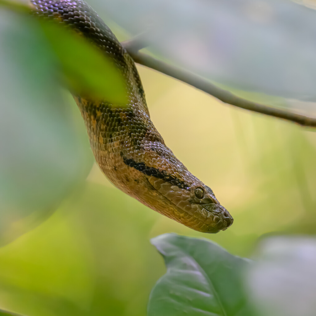 Green Anaconda  by nicoleweg