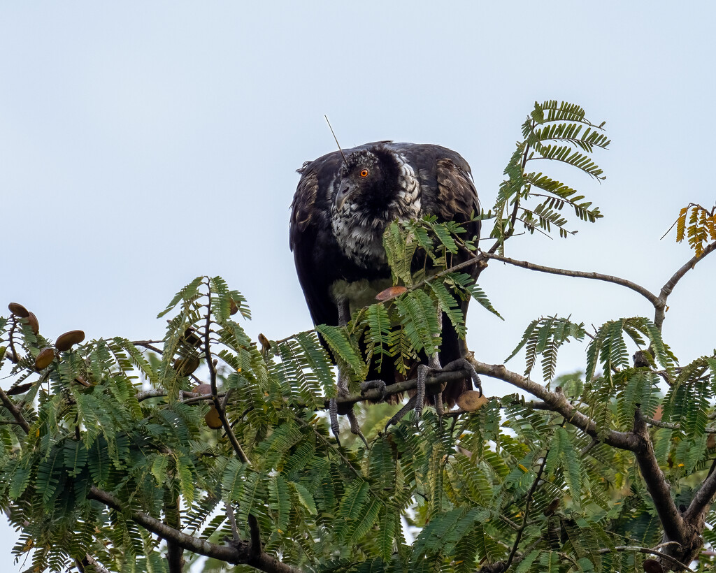 Horned Screamer by nicoleweg