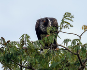 7th Aug 2024 - Horned Screamer